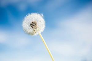 white dandelion flower under blue sky