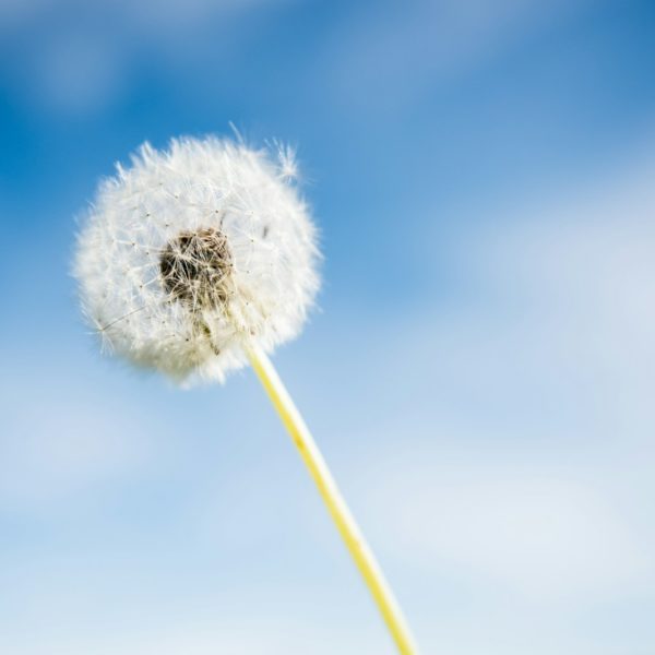 white dandelion flower under blue sky